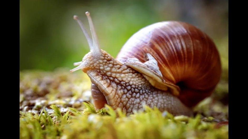 Морская минога (Petromyzon Marinus)