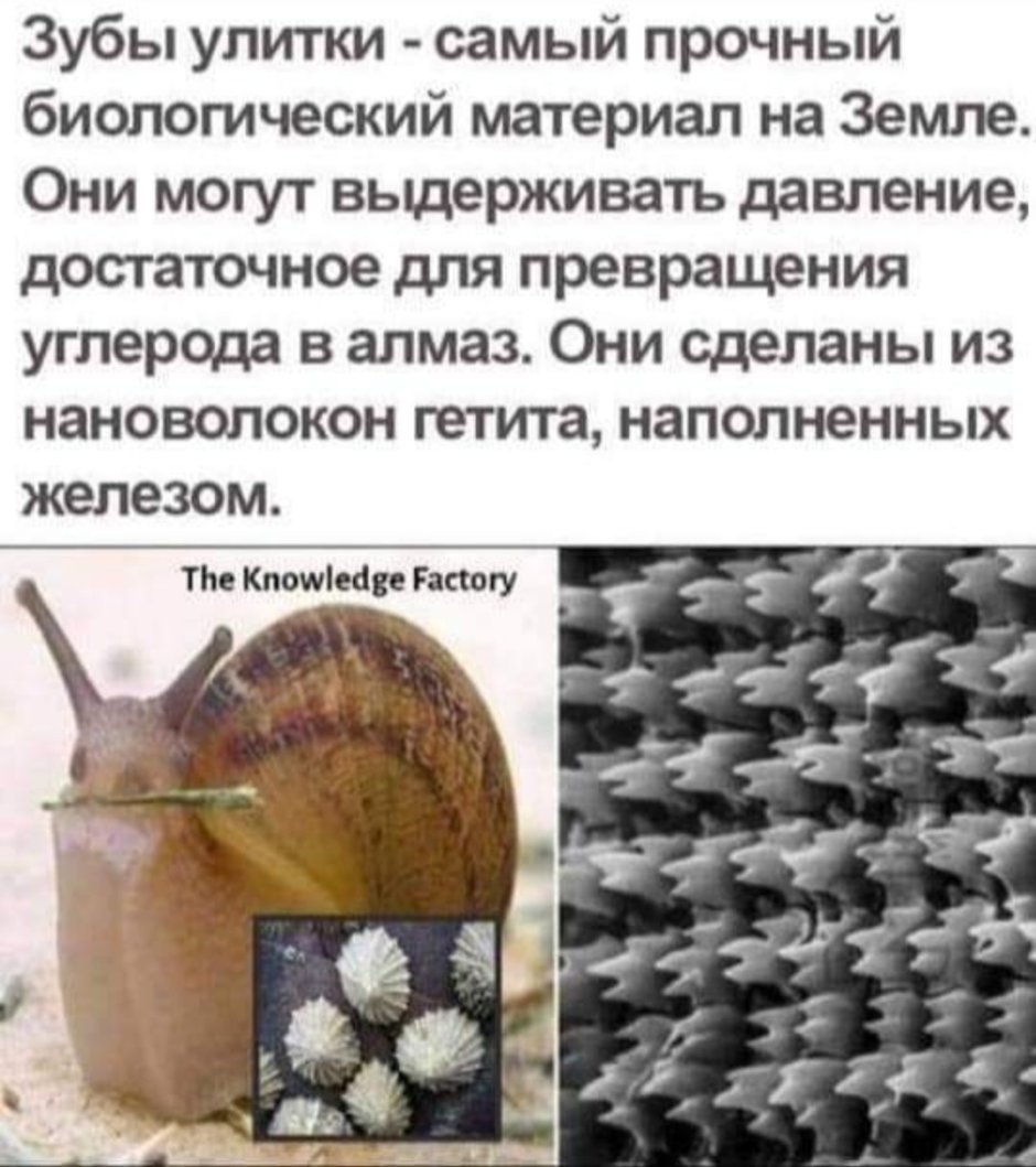 Самый прочный биологический материал