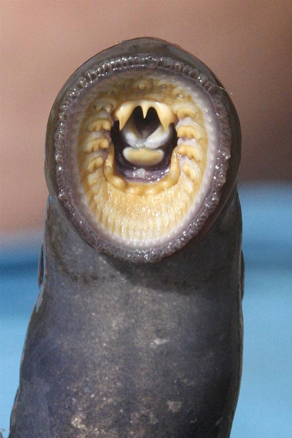 Морская минога (Petromyzon Marinus)