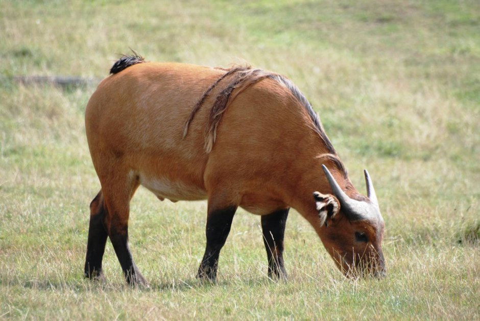 Аноа буйвол