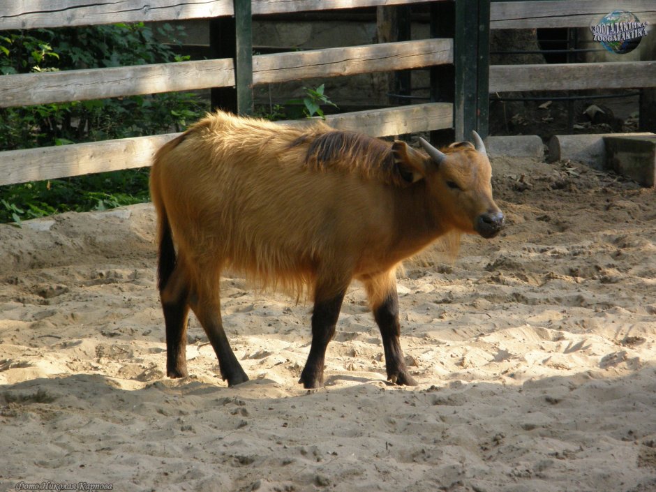Кентусы Карликовые Буйволы