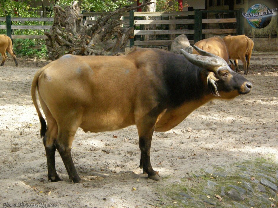 Кентус карликовый буйвол