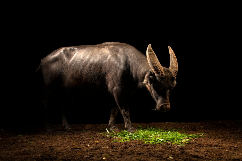Карликовый буйвол Тамарау