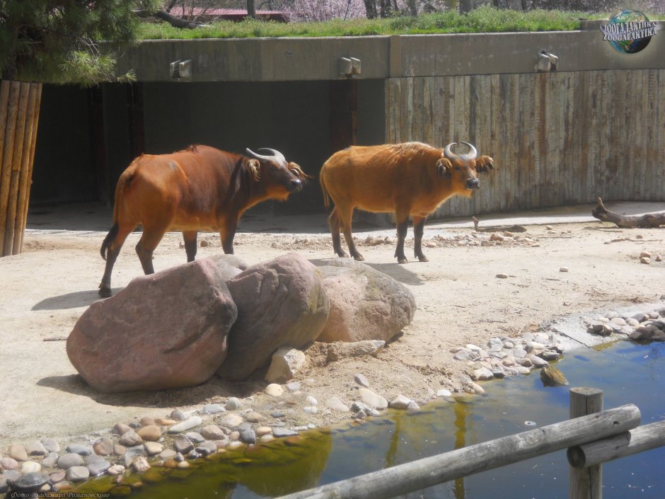 Африканский карликовый буйвол