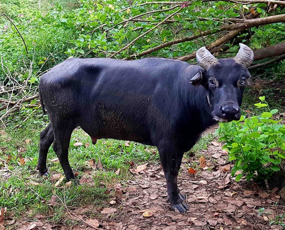 Миндорский буйвол