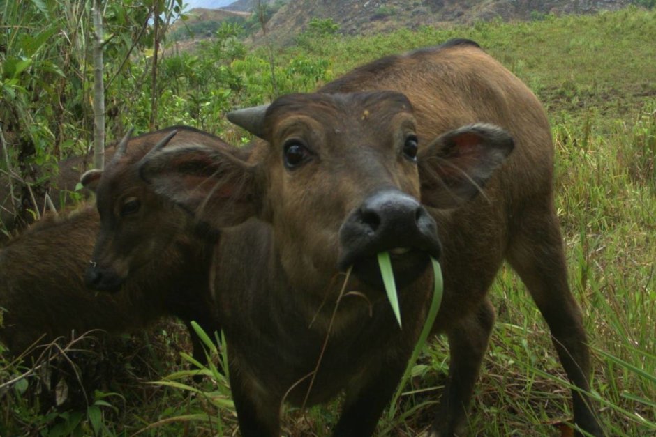 Карабао и Тамарау