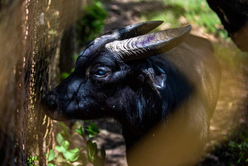 Буйвол Тамарау