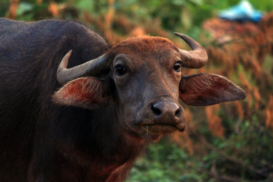 Дикие Буйволы в Абхазии