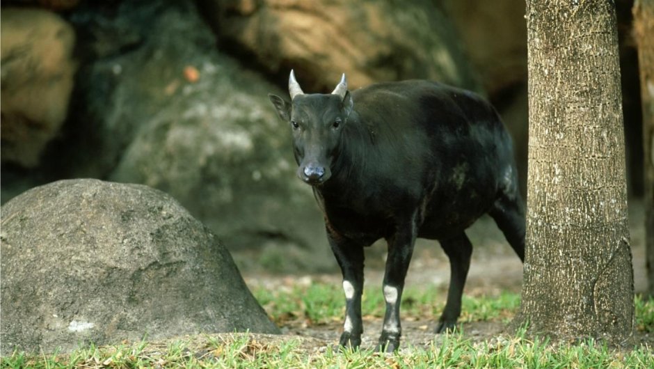 Cyaneolytta depressicornis