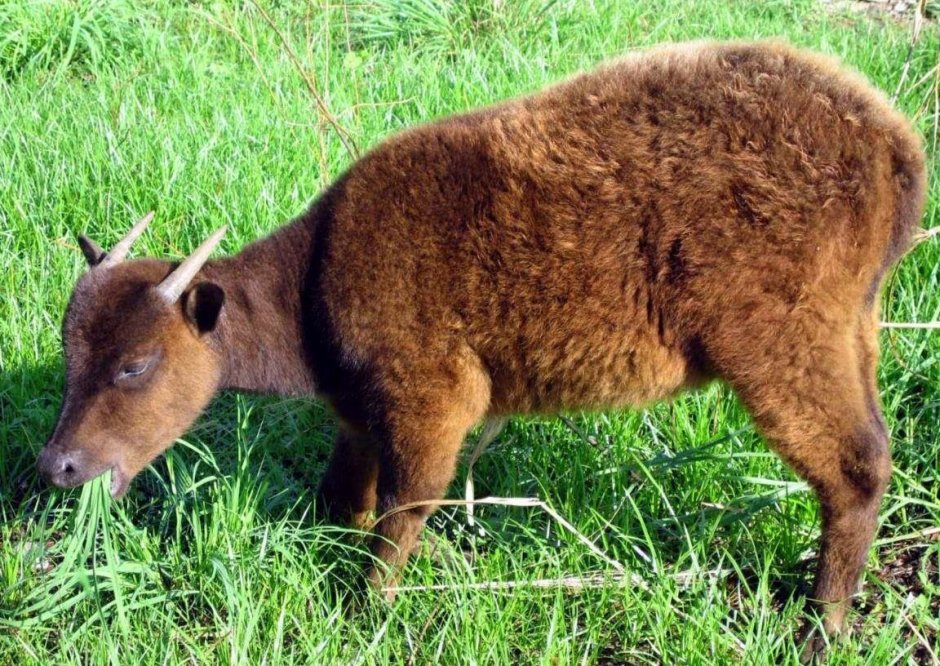 Аноа буйвол