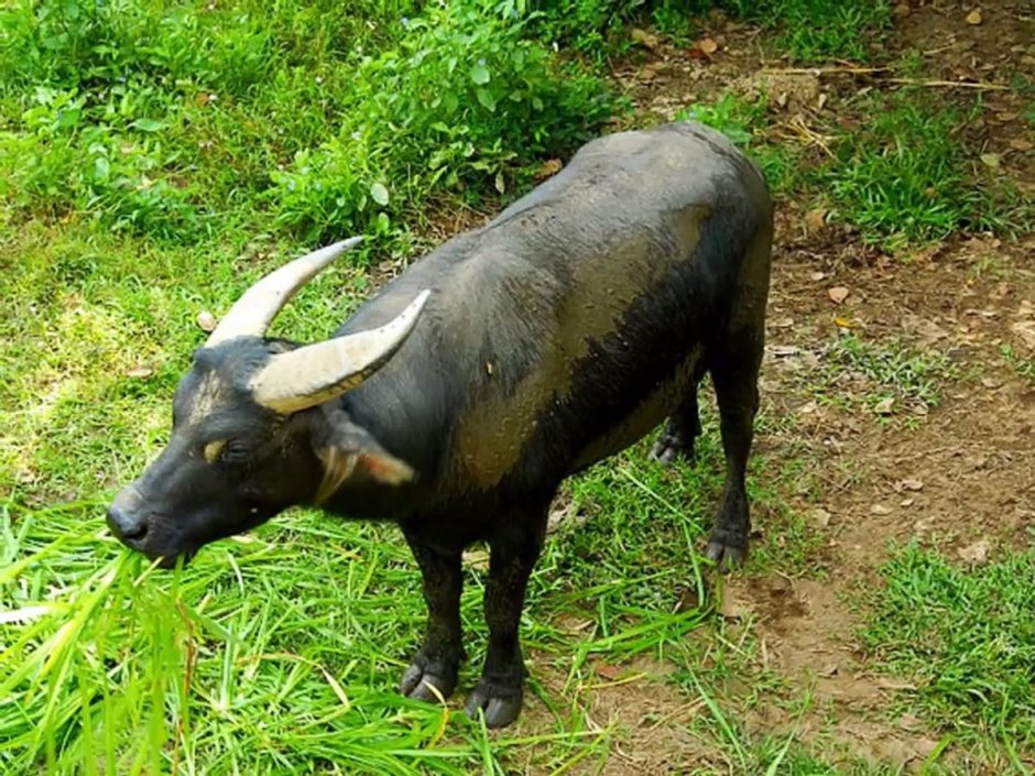 Карликовый буйвол Тамарау