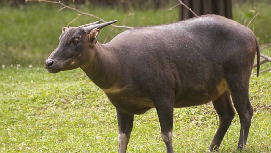 Равнинный аноа