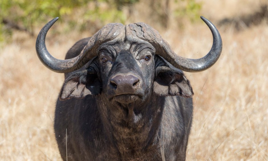 Кентусы Буйволы