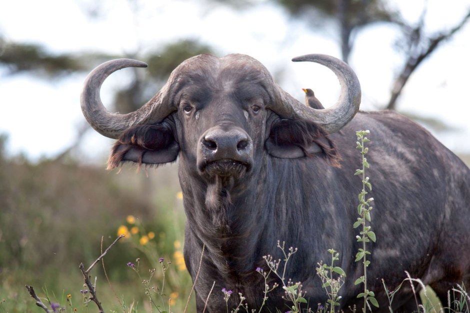 Красный буйвол