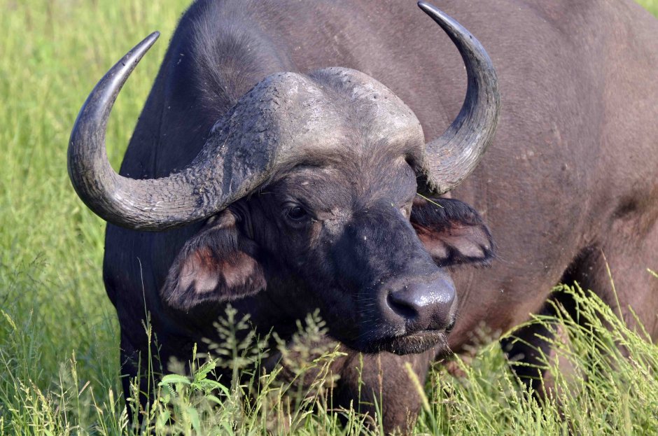 Национальный парк Крюгера Буйволы