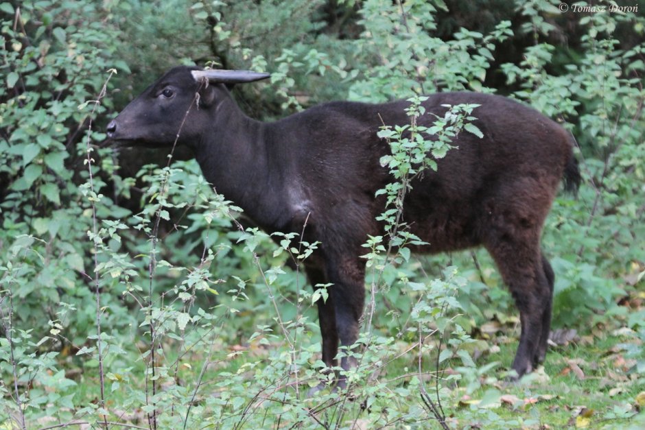Anoa Lisa Dawn