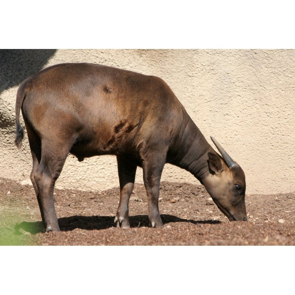 Кентус карликовый буйвол