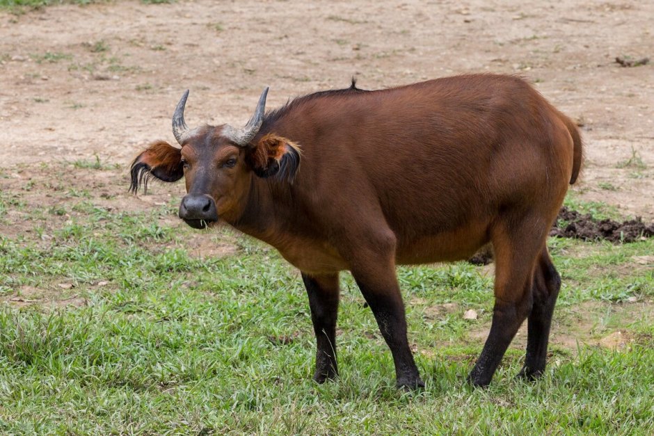 Карликовый Лесной буйвол