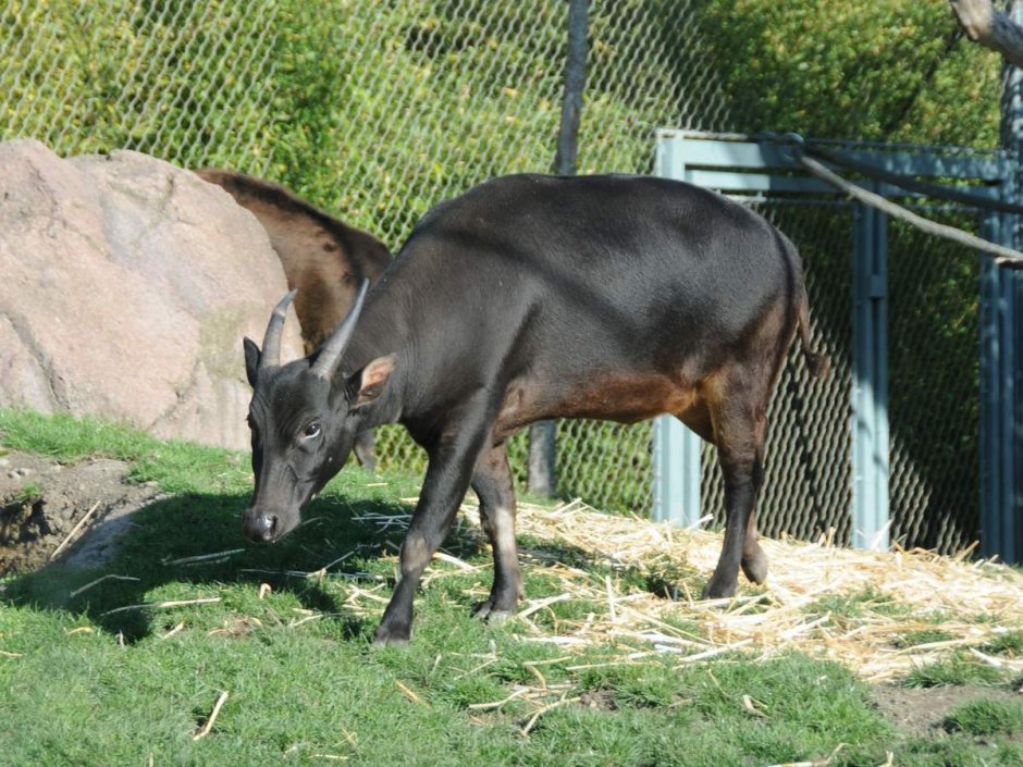 Равнинный аноа