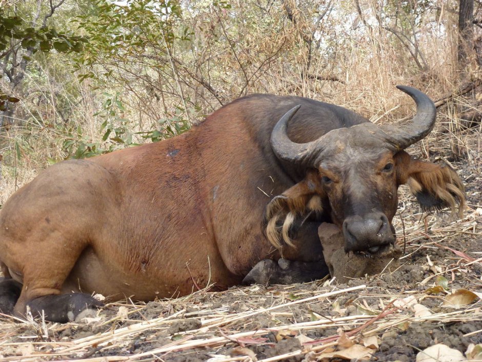 Красный буйвол буйвол