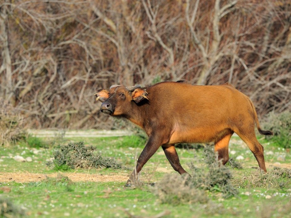 Кентус карликовый буйвол