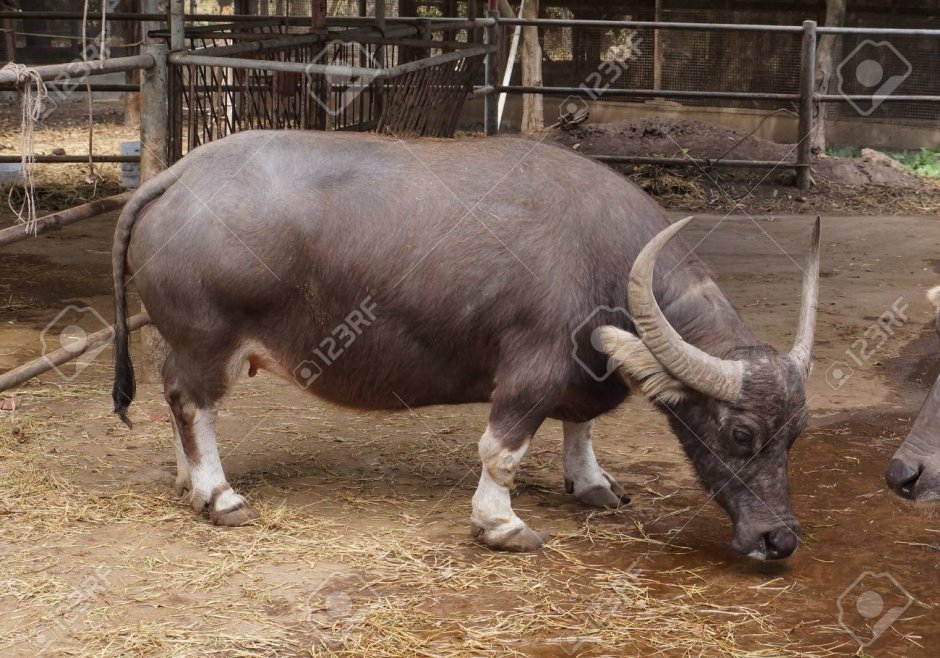 Кентус буйвол