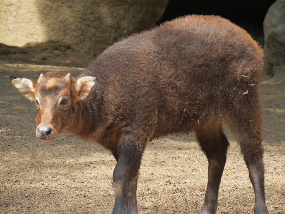 Аноа карликовый буйвол