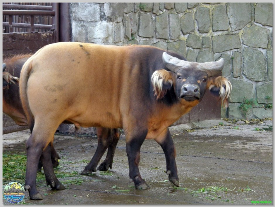 Кентус буйвол