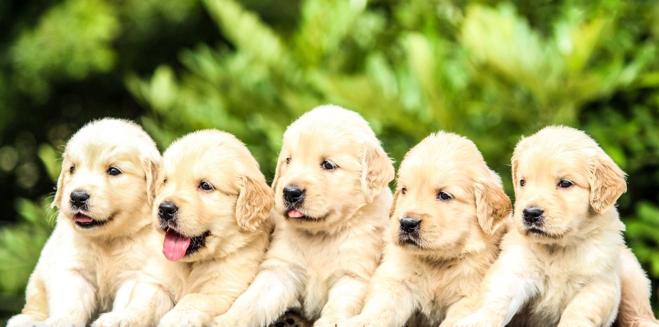 День щенков (National Puppy Day) - США