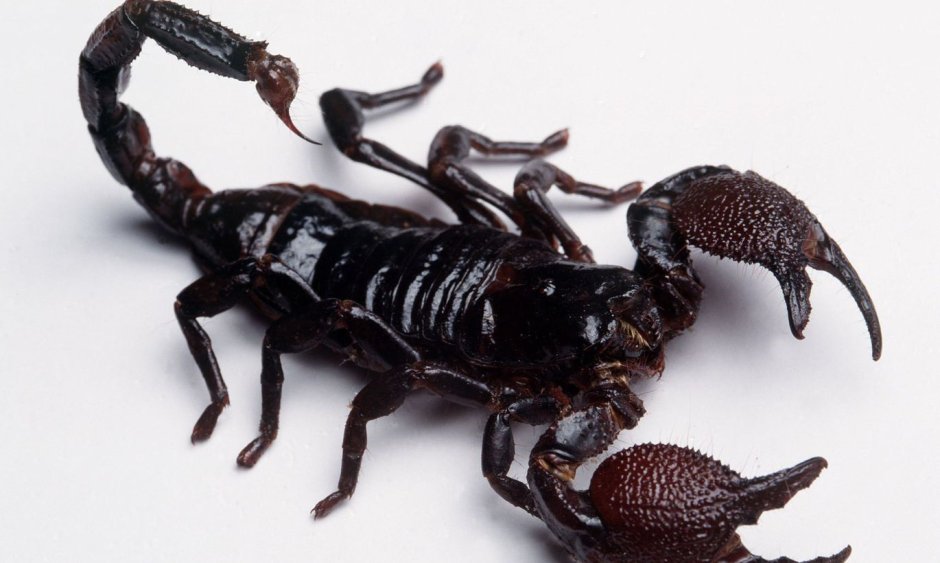 Скорпион Heterometrus cyaneus