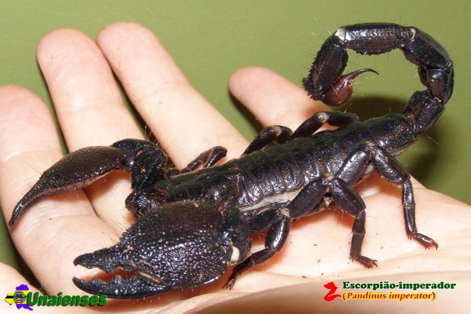 Паукообразные отряд Скорпионы