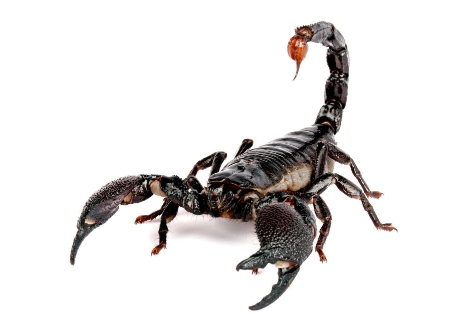 Pandinus Imperator