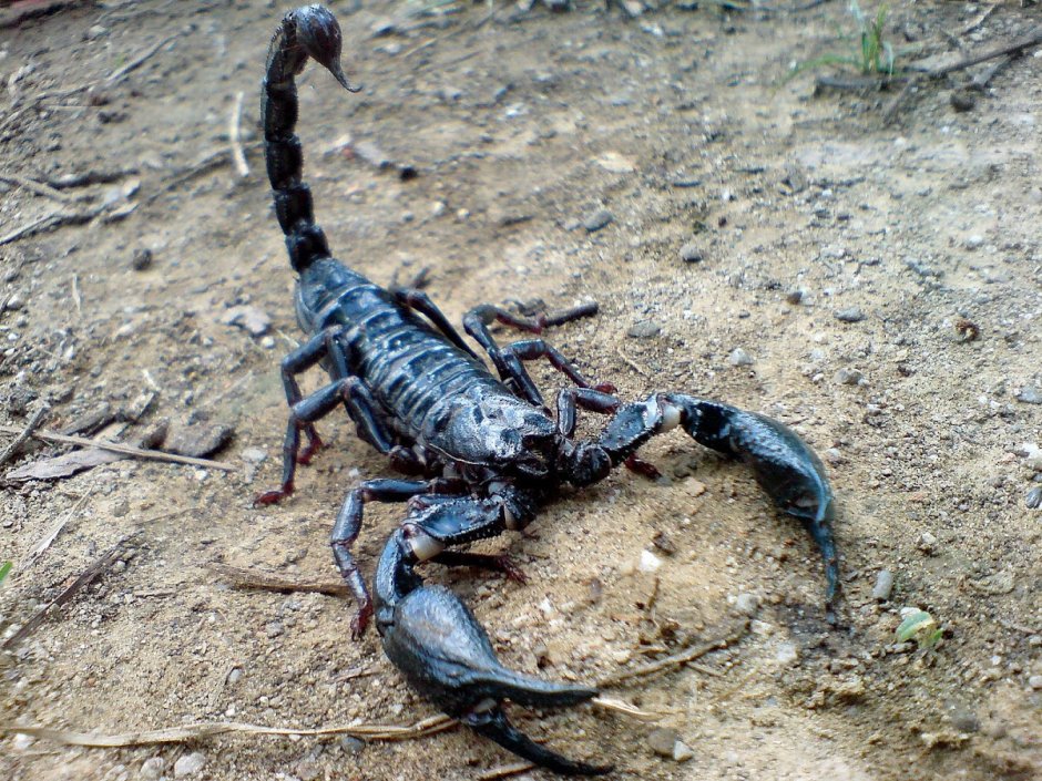Гвинейский Императорский Скорпион