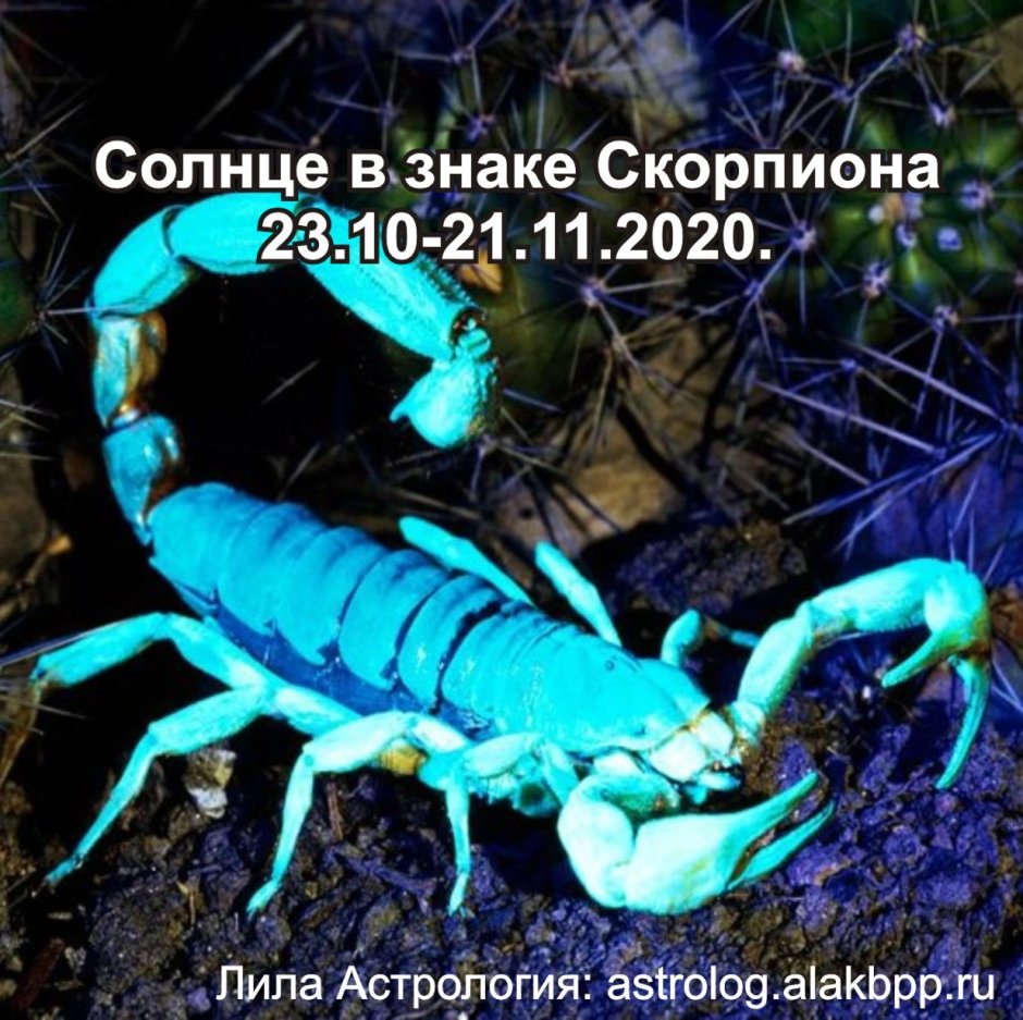 Голубой Императорский Скорпион