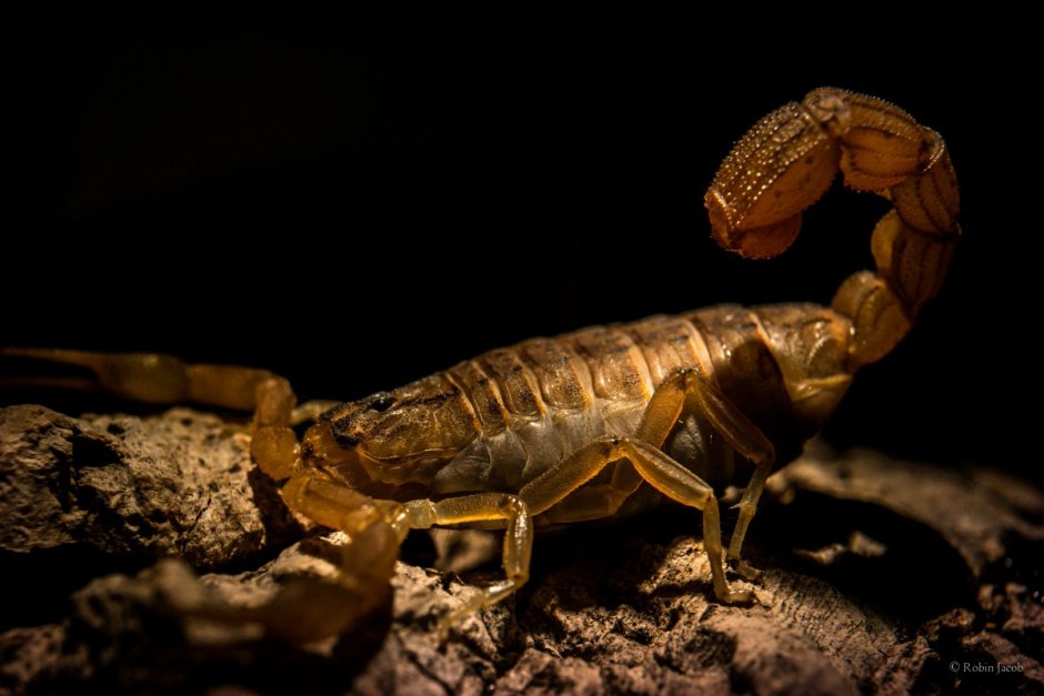 Hottentotta trilineatus