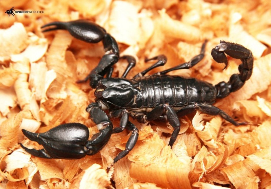 Скорпион Heterometrus