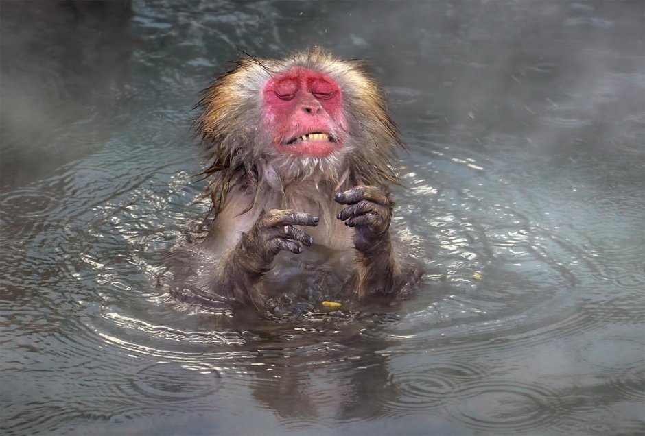 Премия comedy Wildlife Photography