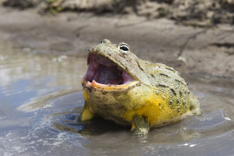 Лягушка бык водонос