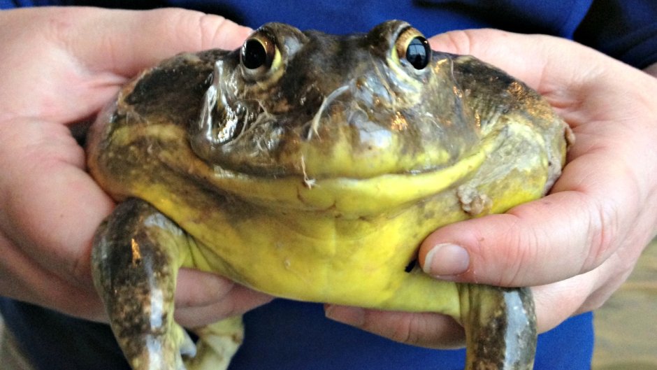 Африканская жаба Bullfrog