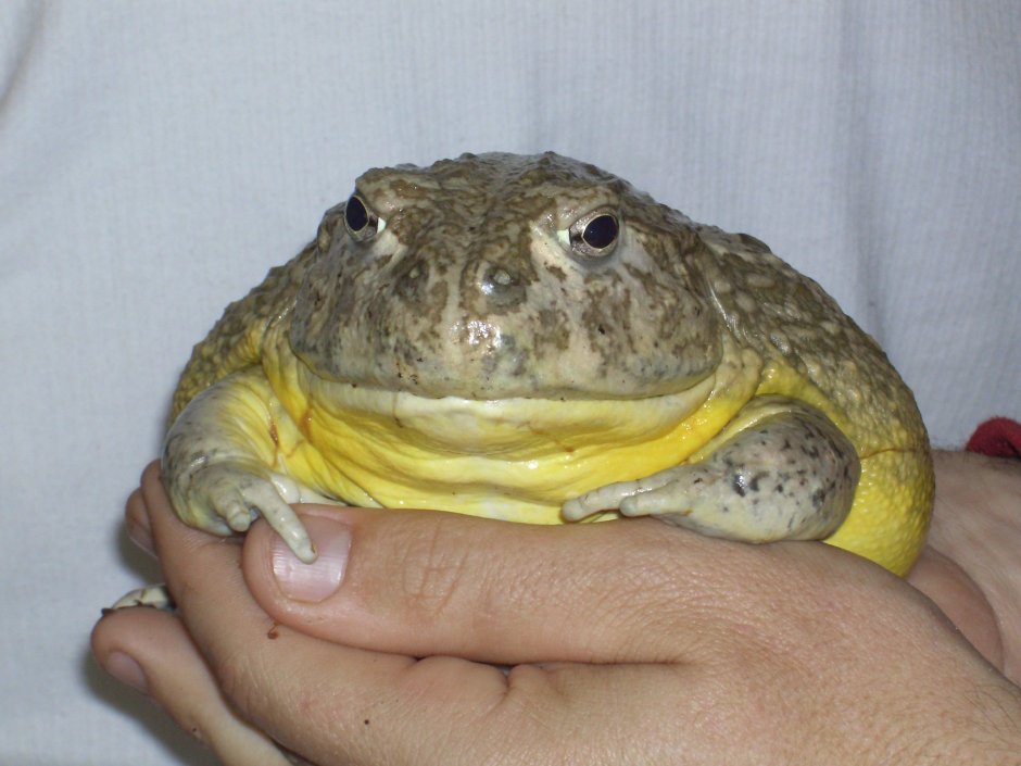 Лягушка Голиаф