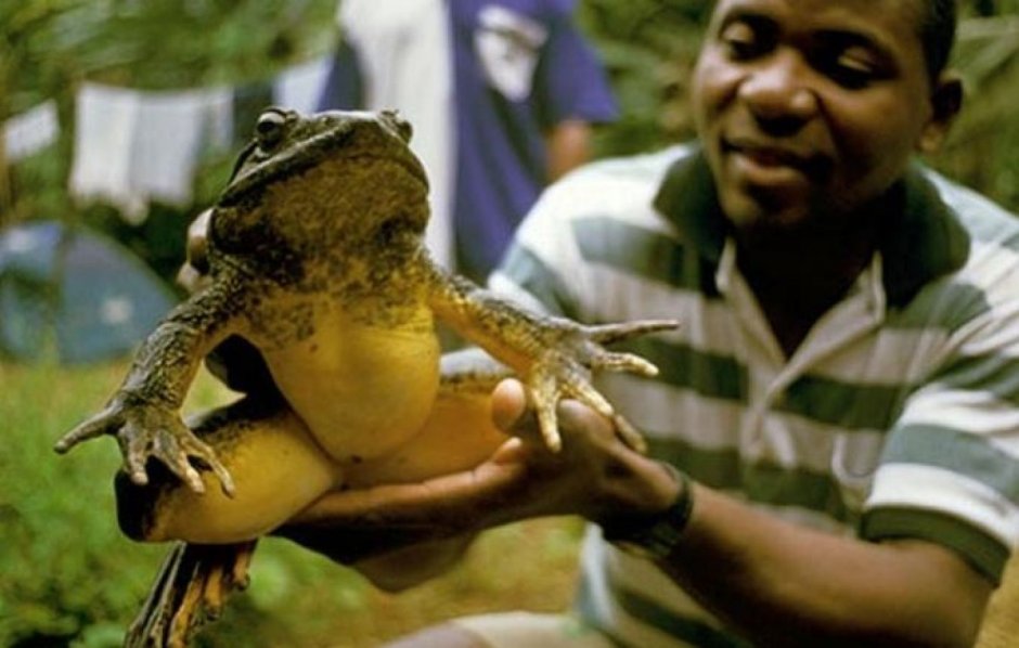 Life Frog виски