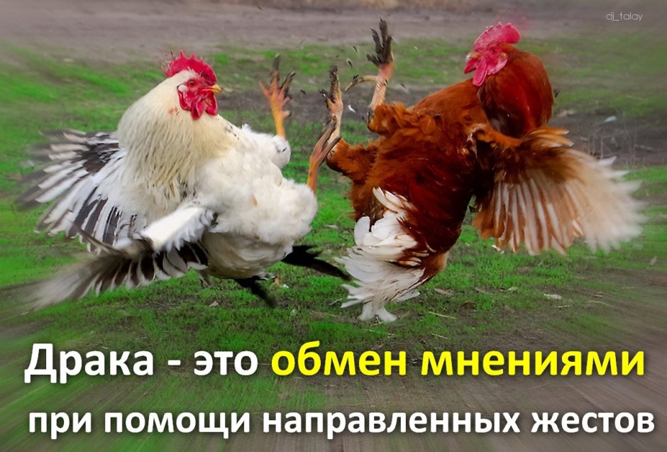 Два петуха