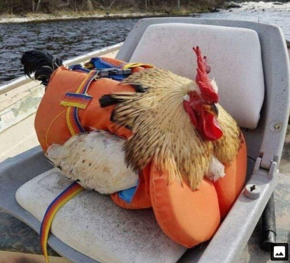 Курица на пляже