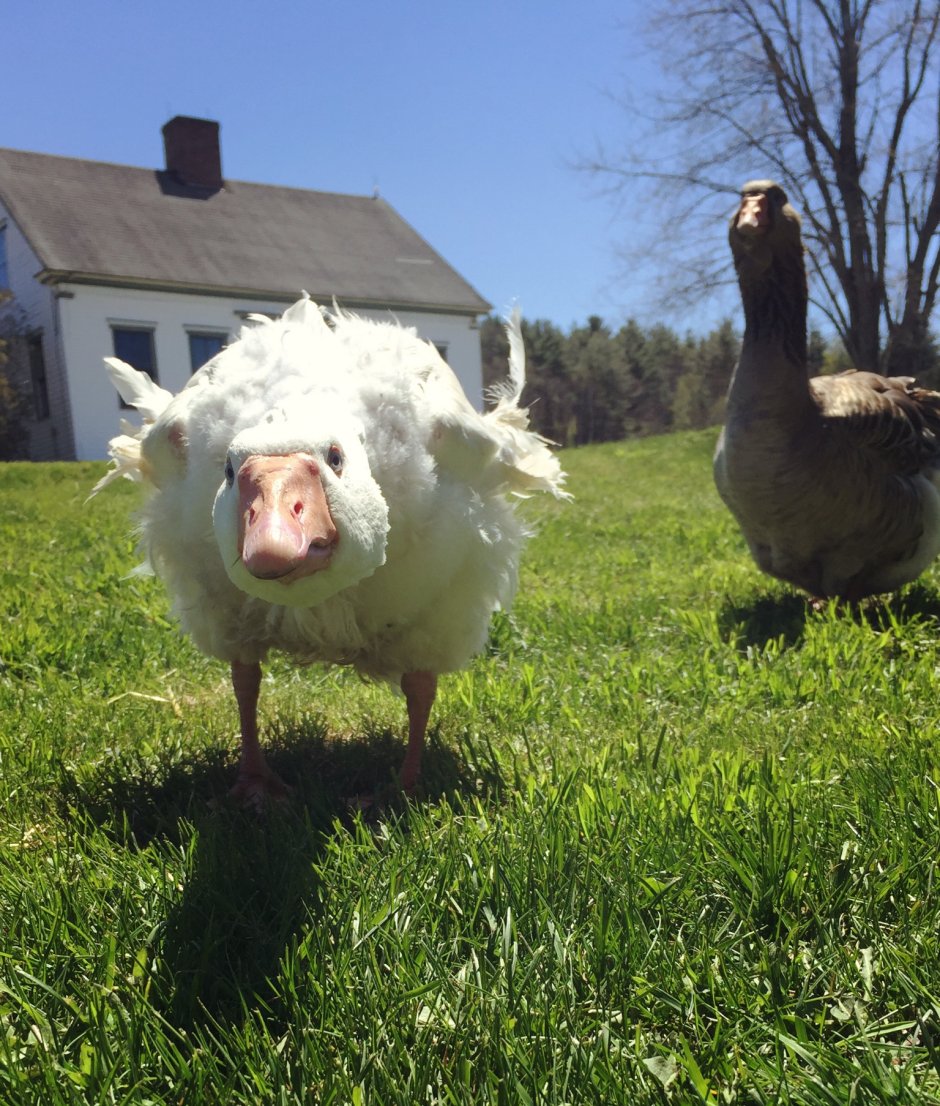 Goose Farm animals?
