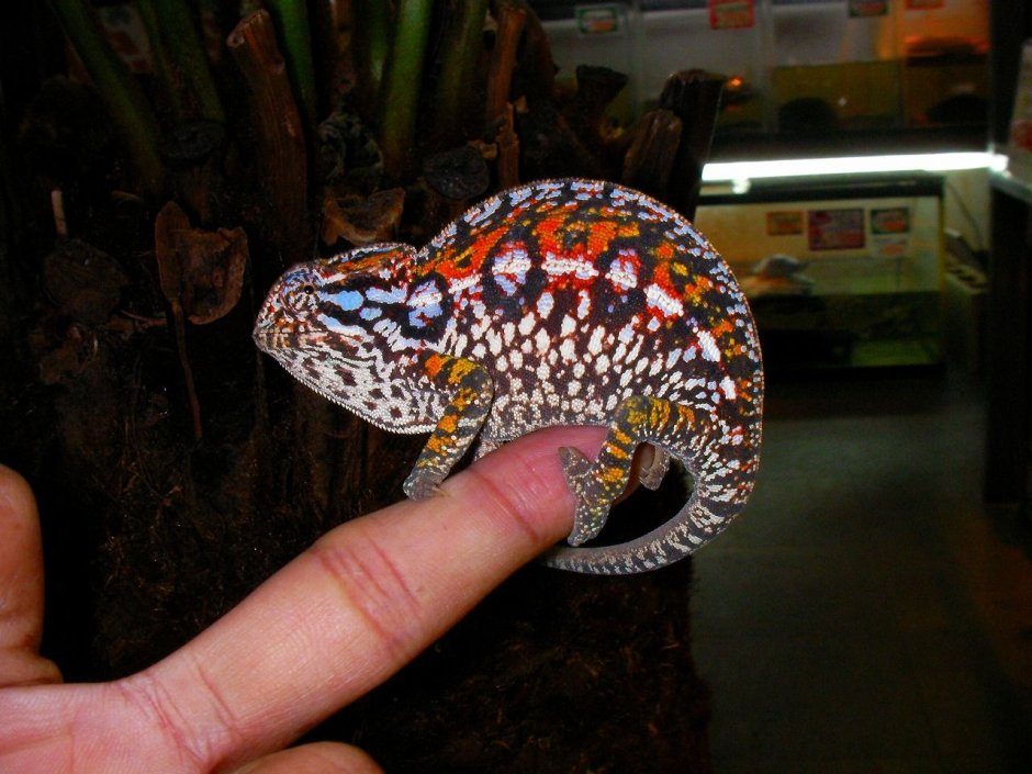 Хамелеон Ковровый (Furcifer lateralis)