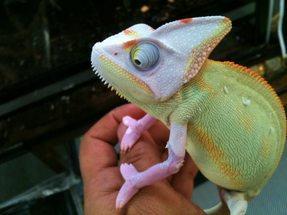Йеменский хамелеон Piebald