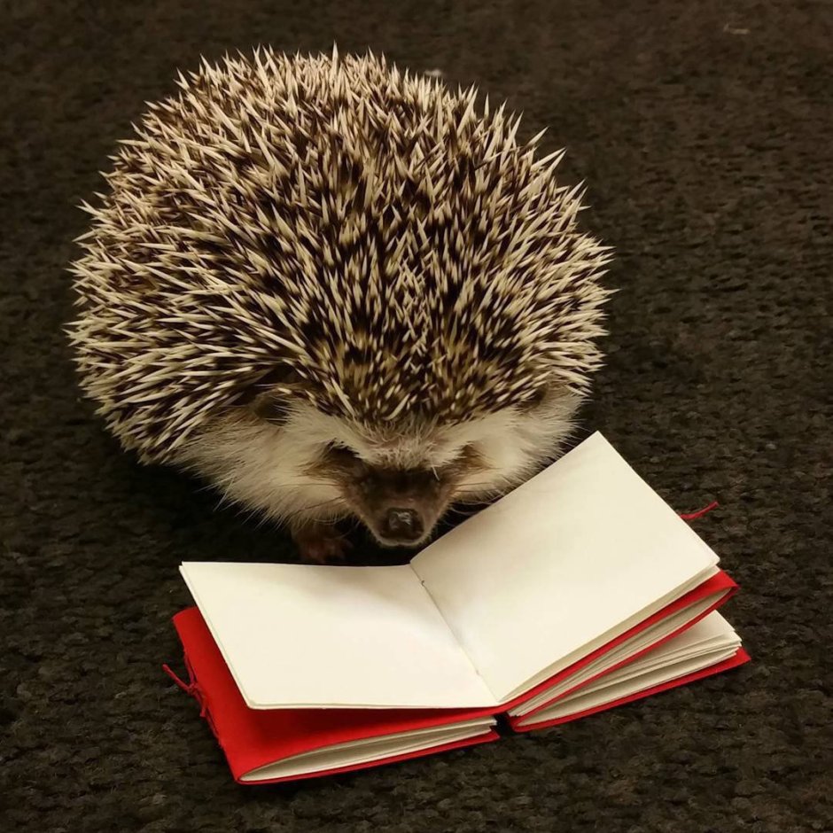 Ежик с книжкой