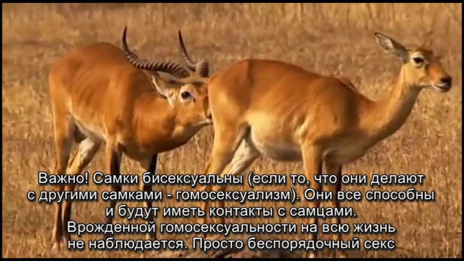 Гомофобия у животных