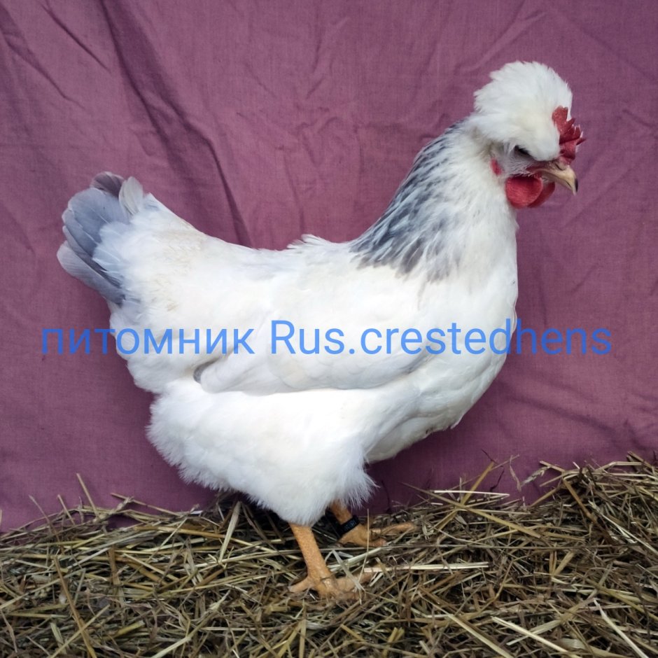 Русская хохлатая ситцевая
