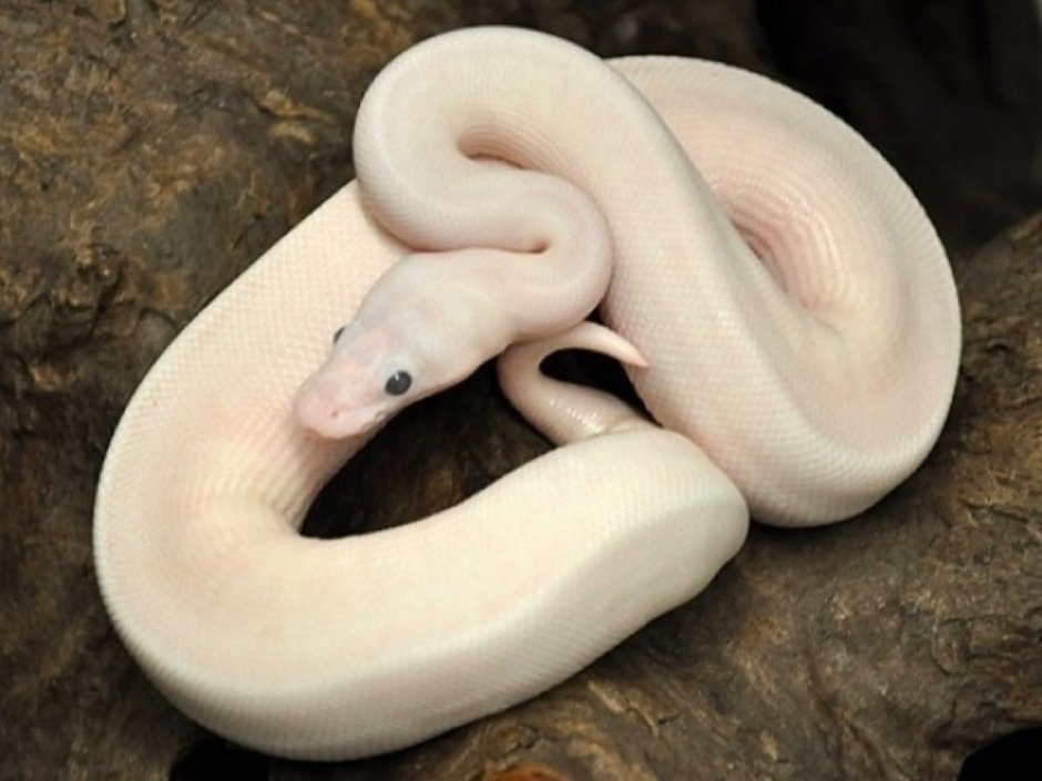 Королевский питон Albino